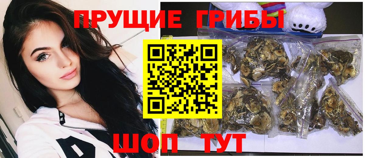 Псилоцибиновые грибы Psilocybine cubensis Асино